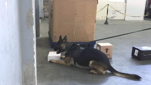 Cão farejador da PF identificou a encomenda suspeita