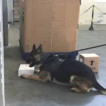 PF apreende encomenda de um quilo de maconha registrada como ‘kit de chá’ nos Correios