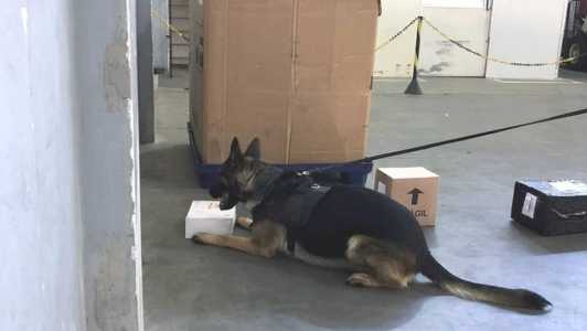 Cão farejador da PF identificou a encomenda suspeita