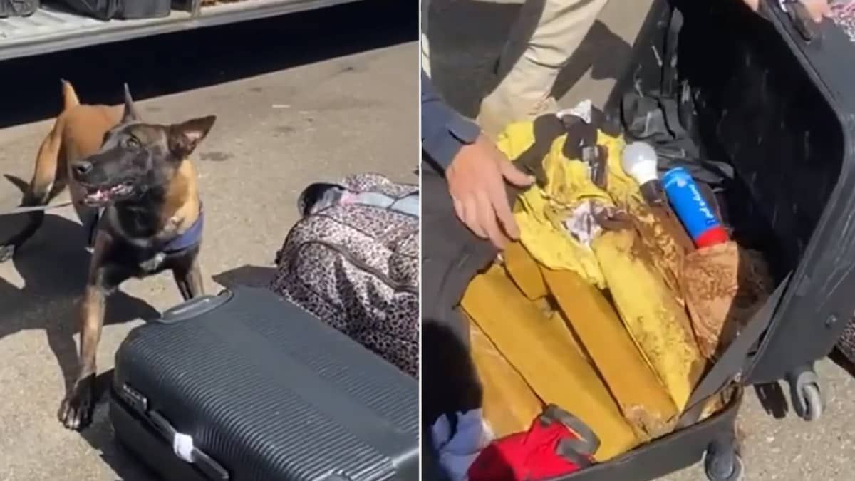 Vídeo: cão farejador encontra mala cheia de drogas em ônibus no interior de Minas