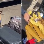 Vídeo: cão farejador encontra mala cheia de drogas em ônibus no interior de Minas