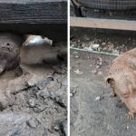 Vídeo: cachorro fica preso em muro após fugir de casa em MG e é resgatado pelos bombeiros