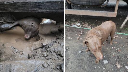 Cão foi resgatado com vida