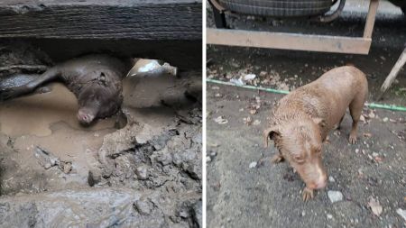 Cão foi resgatado com vida