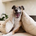 Prefeitura de BH garante funcionamento do hospital veterinário gratuito até janeiro de 2026