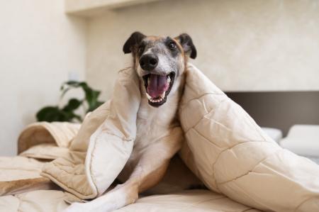 O frio pode acentuar quadros de ansiedade ou estresse em cães que ficam ociosos.