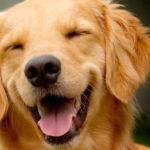 Senacon pede novos esclarecimentos sobre morte de cão em voo da Gol