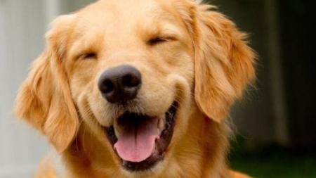 Gol suspende transporte de animais no porão por 30 dias após morte cachorro | CNN Brasil