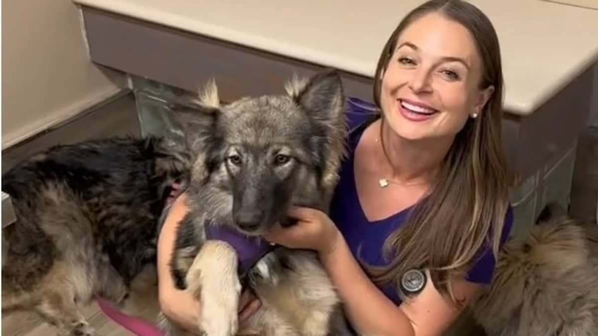 Vídeo: cão 40% lobo e 20% pastor alemão ultrapassa 15 kg com apenas três meses