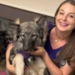 Vídeo: cão 40% lobo e 20% pastor alemão ultrapassa 15 kg com apenas três meses