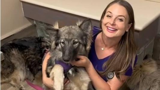 Cão-lobo pode chegar até 50 quilos