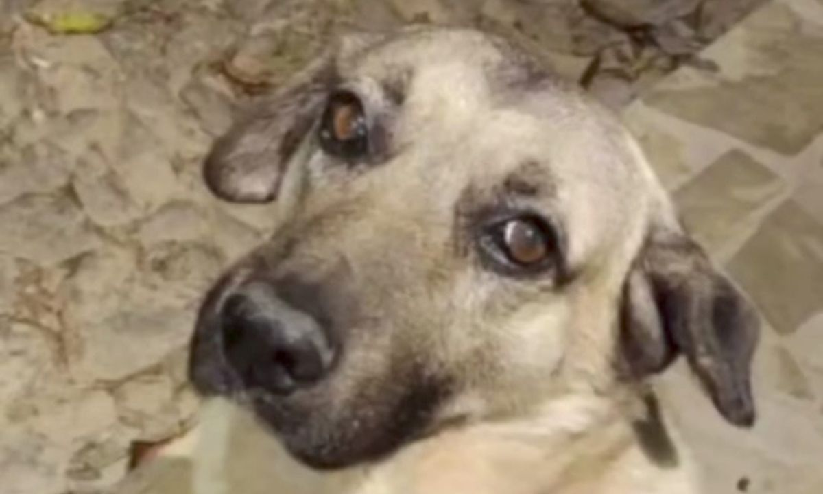 PCMG indicia suspeito de maus-tratos a animal em Conceição de Ibitipoca