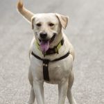 Alimentação leve e hidratação são a base da recuperação de cães com giárdia