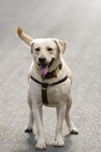 As deficiências mais frequentes entre cães são deficiências locomotoras, como paralisia parcial, e amputações causadas por trauma ou doenças