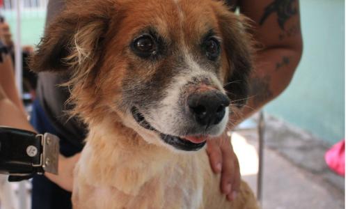 Cão recebendo tosa