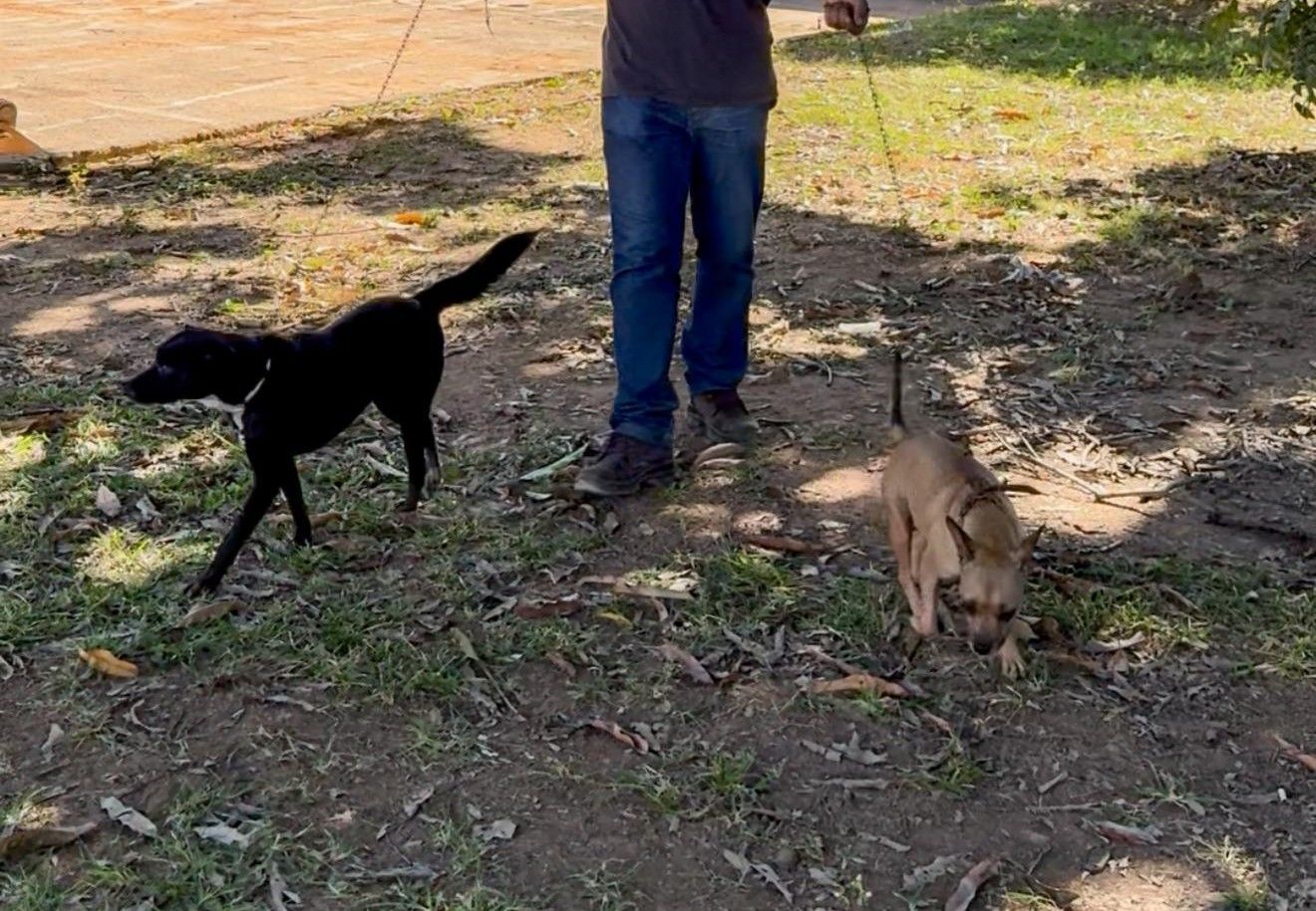 Cadastro busca voluntários para projeto “Cão Rolé” em Ipatinga