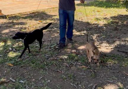 Cão Rolé Ipatinga