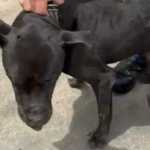 Homem é preso após tentar matar o próprio cão em Juiz de Fora