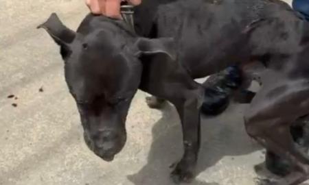 Cão sofreu agressões e está internado