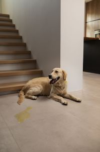 Retrocesso no treinamento (“house‑training regression”) pode sinalizar desde infecções e incontinência até estresse ou mudanças no ambiente.