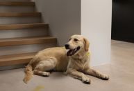 Cão esqueceu o lugar do xixi? Comportamento pode indicar problemas físicos e emocionais