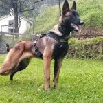 Criança resgatada na Amazônia colombiana disse que brincou com cão desaparecido 