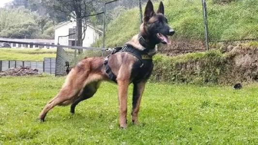 Cão Wilson está desaparecido desde 7 de junho