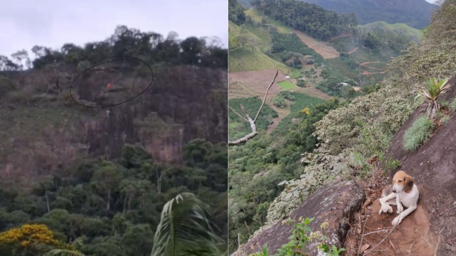 Cão fica preso em paredão de pedra de 90 metros, é resgatado e ganha lar em MG