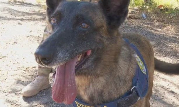 Cadela da PRF se aposenta após 6 anos de trabalho em GO