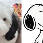 Snoopy da vida real? Cão faz sucesso nas redes sociais pela semelhança com personagem