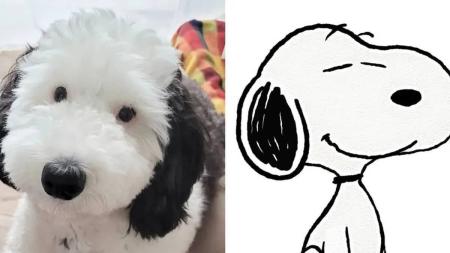 Cãozinho faz sucesso nas redes sociais por se parecer com o Snoopy