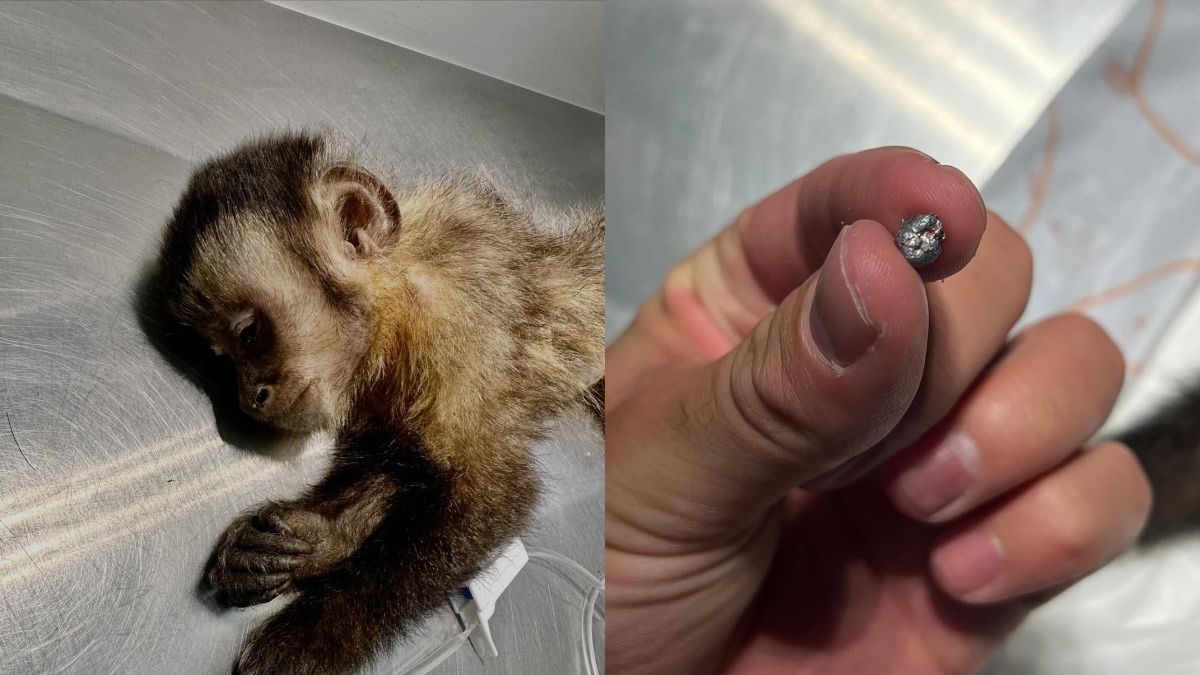 Morre Maria, macaco-prego fêmea baleada por tiro de chumbinho no Rio de Janeiro