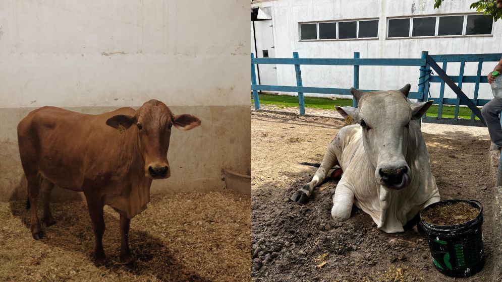 Bois que invadiram a pista do Anel Rodoviário estão sob cuidados veterinários; veja imagens
