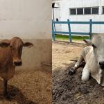 Bois que invadiram a pista do Anel Rodoviário estão sob cuidados veterinários; veja imagens