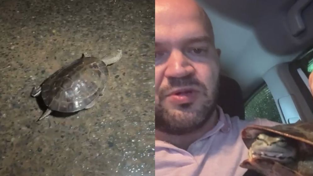 Vídeo: reportagem da Itatiaia resgata cágado perdido após alagamento na Av. Vilarinho, em BH