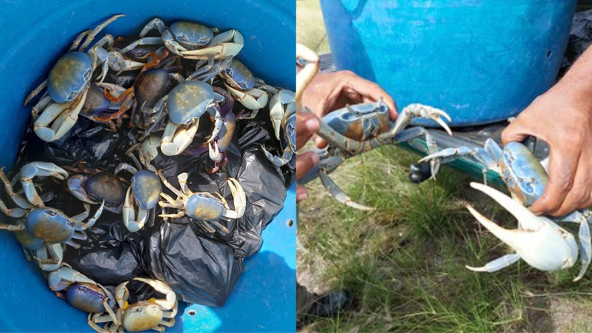 Restaurante é multado em R$ 1,6 milhão por servir caranguejo ameaçado de extinção