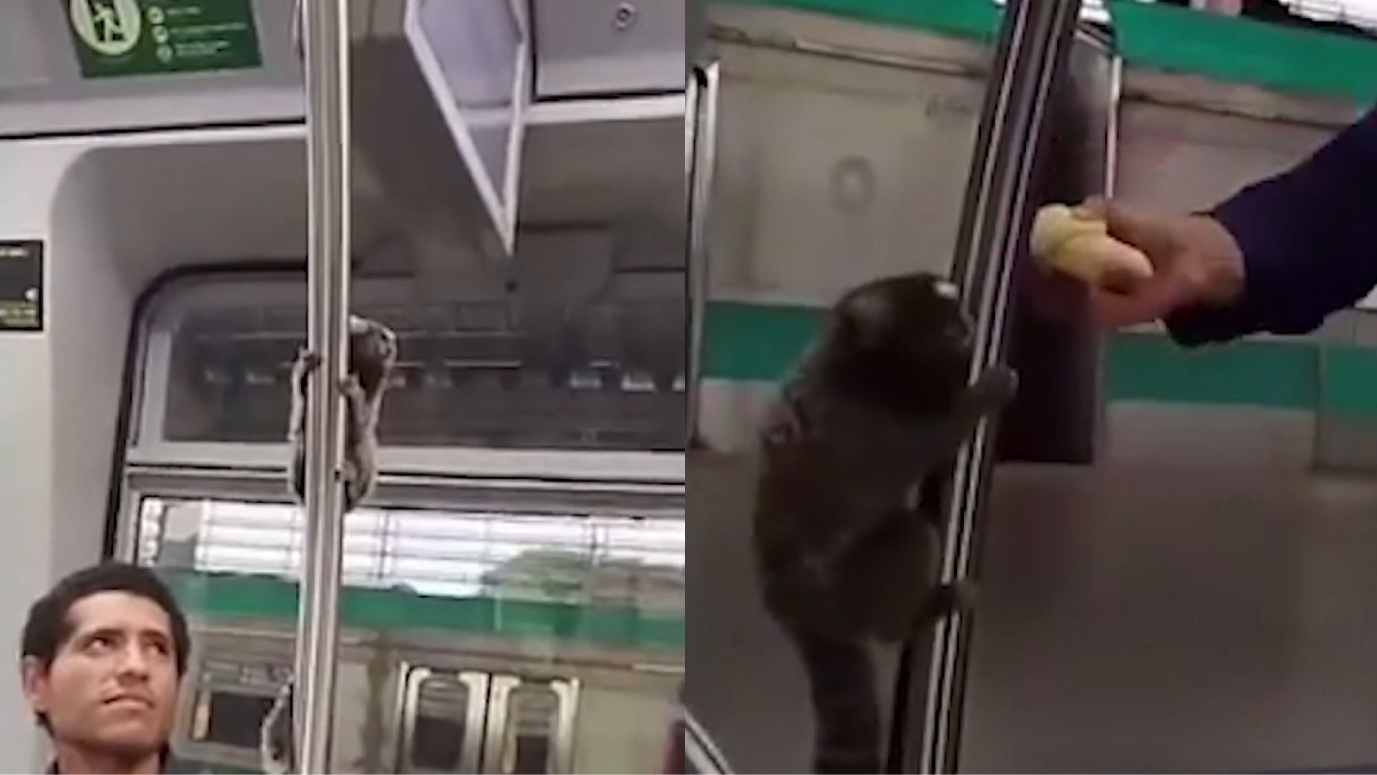 Vídeo: macaco sagui é flagrado viajando de metrô em São Paulo