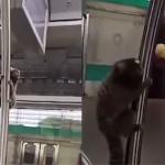 Vídeo: macaco sagui é flagrado viajando de metrô em São Paulo