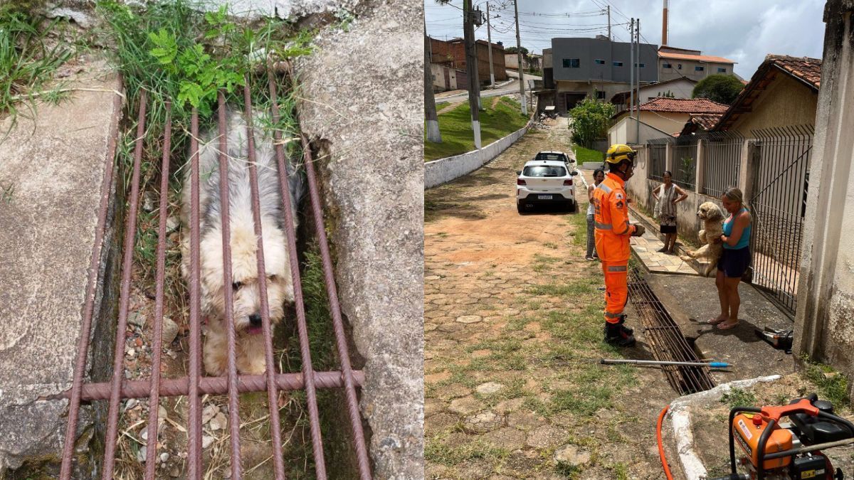 Bombeiros resgatam cachorro preso em canaleta no Vale do Jequitinhonha
