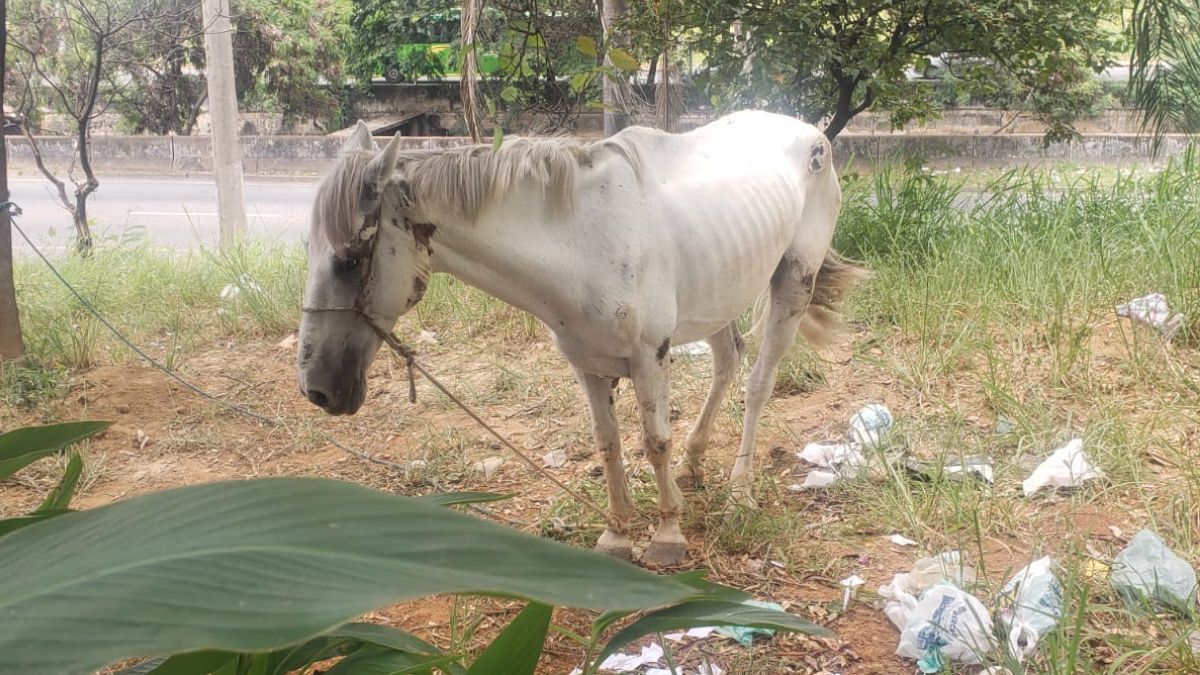 Homem é preso por maus-tratos após amarrar cavalo em árvore em BH