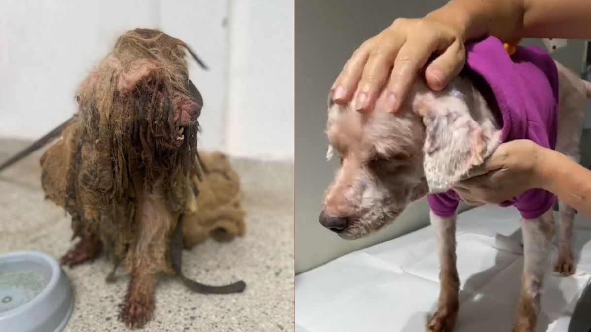 Vídeo: após 6 horas de tosa, veja antes e depois de cachorro resgatado de maus-tratos