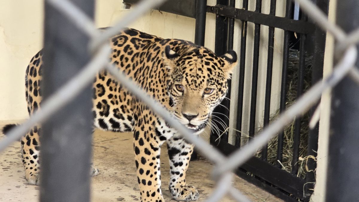 Zoológico de BH recebe nova onça-pintada; veja imagens