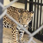 Zoológico de BH recebe nova onça-pintada; veja imagens