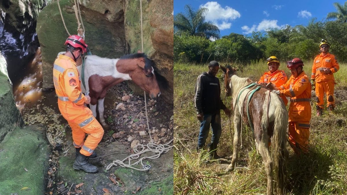 Vídeo: bombeiros resgatam cavalo que caiu em buraco de 7 metros em Minas