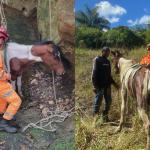 Vídeo: bombeiros resgatam cavalo que caiu em buraco de 7 metros em Minas