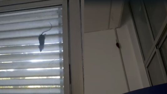 Vídeo: funcionários filmam ratos na sala de descanso do Hospital da Baleia, em BH