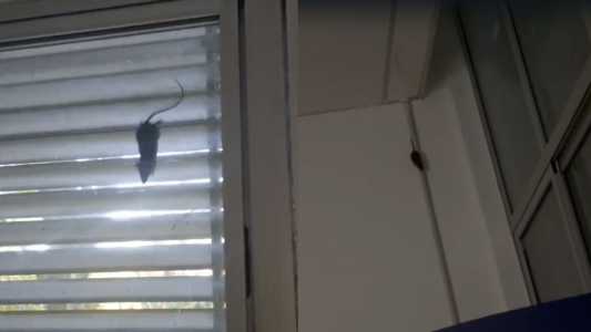 Vídeo: funcionários filmam ratos na sala de descanso do Hospital da Baleia, em BH