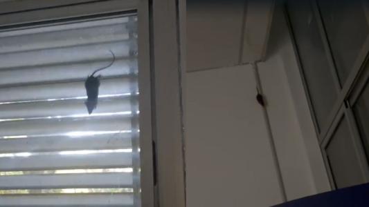 Vídeo: funcionários filmam ratos na sala de descanso do Hospital da Baleia, em BH