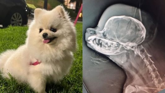 Polícia indicia tosador por morte de cadela dentro de pet shop no Lourdes, em BH