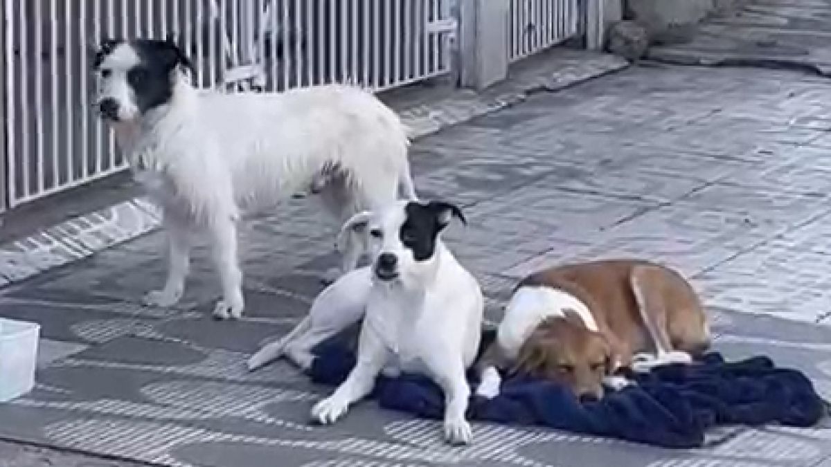 Cães são barrados de entrar na casa onde moravam após tutora se mudar e abandoná-los
